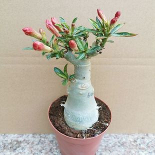 Desert Rose Potted Flower Seedlings with Double Petals and Old Piles That Grafted in All Seasons and Bloom Continuously Balcony Florals Succulent Gankun