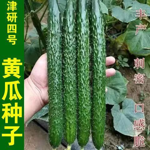 Вечнозеленые семена огурцов Семена зеленых огурцов Колючее масло Яркие высокоурожайные водные семена огурцов Теплица Поле Овощной сад Балкон Комнатное растение