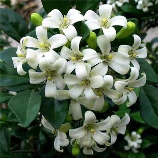 Thousand Miles Seeds Jiuli Seeds Small Potted Office Plants Flower Seeds Evergreen