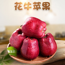 【嚴選】甘肅天水花牛蘋果 代發3/9斤粉面寶寶輔食新鮮應季水果