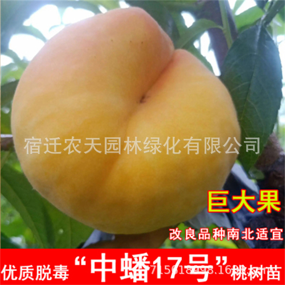 蟠桃纽扣桃树苗新疆蟠桃苗嫁接新品种特大毛蟠桃树果苗桃树嫁接果