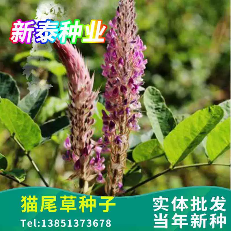 Кошачий хвост защита семян наклон декоративный фиолетовый ухо перо уха кролика хвост семена Pennisetum
