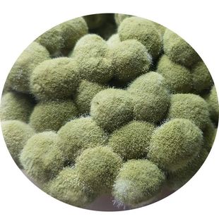 Soy Sauce Fermentation Bacteria Soy Sauce Koji Soybean Paste Soy Sauce Fermentation Northeast Brewing High-Purity Mold Beans