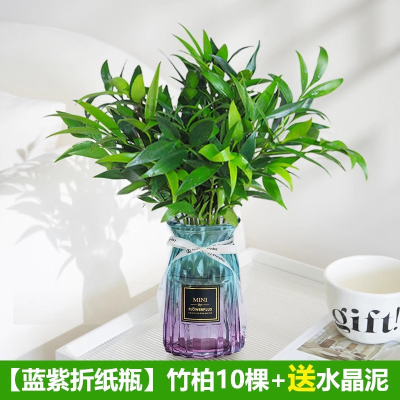 모기퇴치대나무, 편백나무 10개 + [파란색과 보라색 종이접기 라벨병] + 수정머드 + 영양액