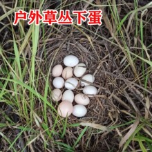 �r�����u�����r�u���F��F�l�Լ҈@��ɢ�B���ι�B���u�����l