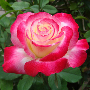 Double Happiness Rose Seedlings Potted Extra Large Flowers with Strong Fragrance for All Seasons Balcony Courtyard Blooming Green Plants Florals with Strong Fruit Fragrance