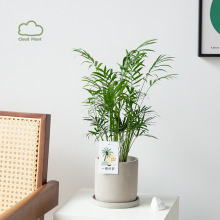 ����Ҭ�ӱ��W�҃Ⱥ��B�Gֲ�k���������ݗ�����Կ͏d���ֲ�ﻨ��