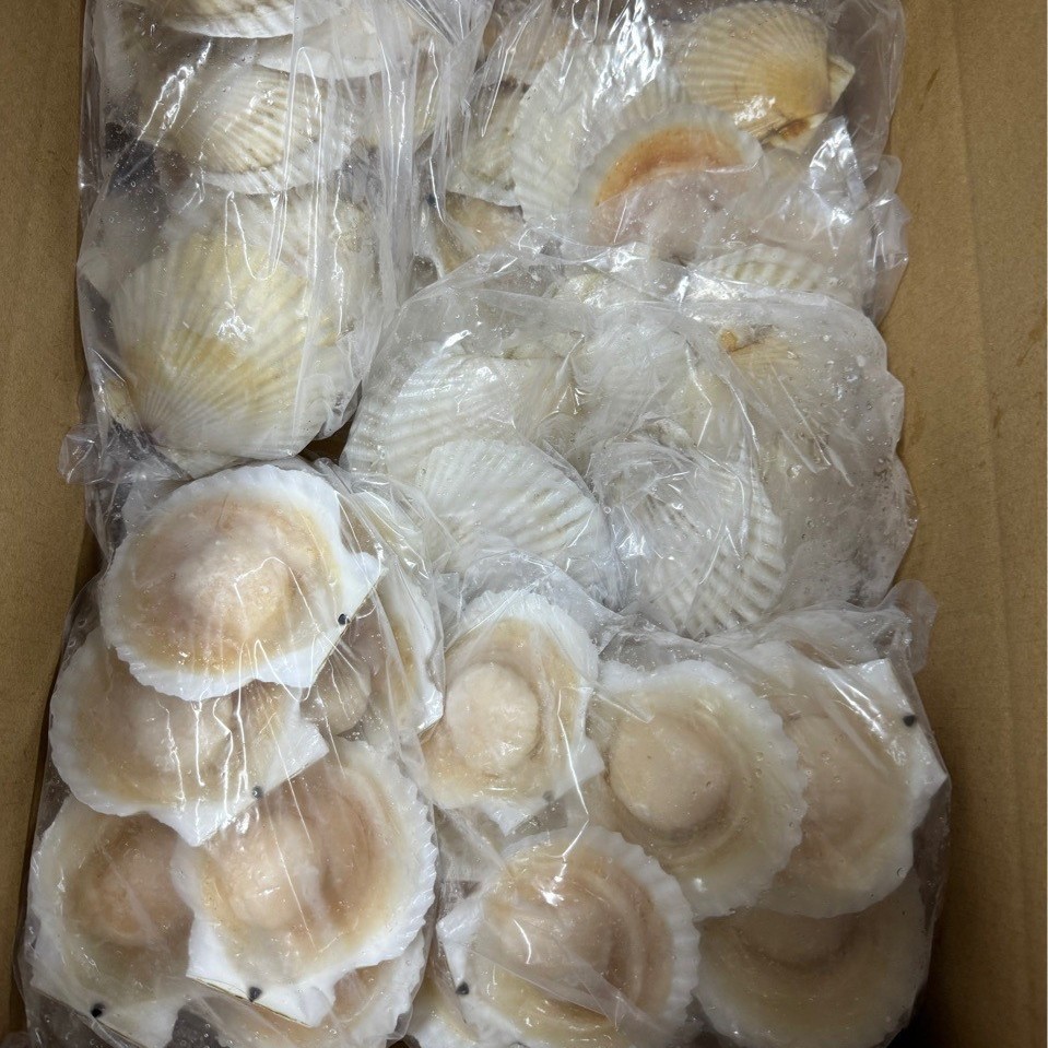 冷冻扇贝商用100个大元贝9-10厘米大虾夷扇贝无卵酒席半壳扇贝烧
