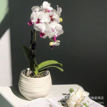 �����m�����մɱ��W���s���滨�Ƶ껨�꿧�ȵ��̈����ܼҾ�����