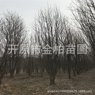 苗木产地供丛生花楸4-8分枝 单杆百花花楸6-15东北水榆花楸树苗