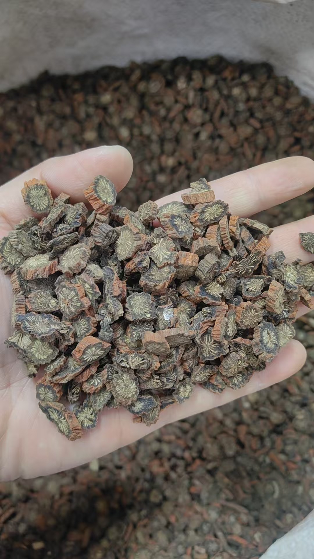 Purple Dan Shen Root Powder Zi Dan Shen Salvia miltiorrhiza Sichuan Source Dried Herb for Decoction and Culinary Use 500g in use