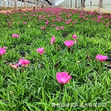 �Wʯ�� �������ͺ��ر��ݻ� �����L ��֦�� ���@�G���^�p����