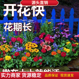 Outdoor Courtyard Combination Flower Seeds Are Easy to Live and Bloom All Year Round. Outdoor Spring Sowing Flower Seeds Are Complete Flower Seeds