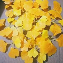 仿真金银花树单片银杏叶叶黄色绿色假树叶落叶婚庆婚礼装饰树叶子