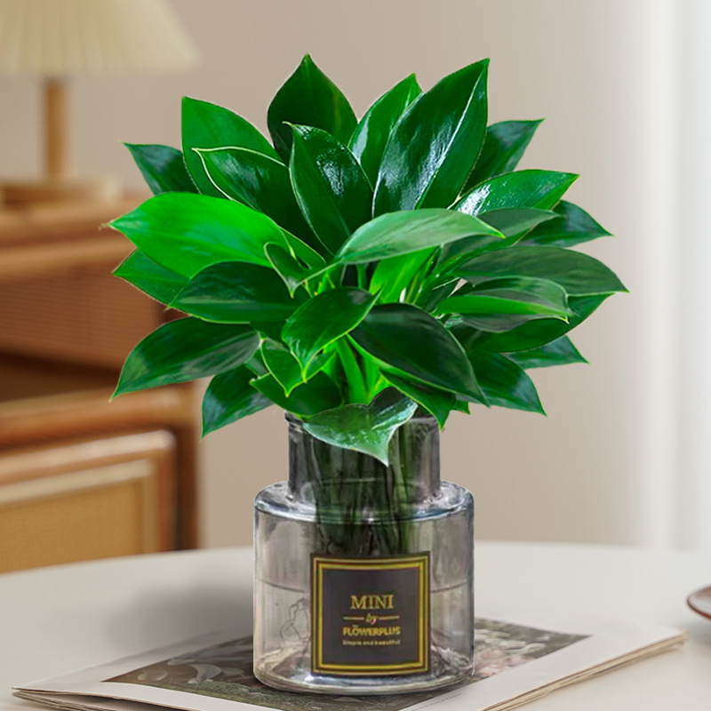 골드 다이아몬드 높이 25cm [하이마우 MINI 그레이 유리 세면대] + 영양액