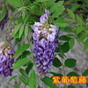 Wisteria seed multi -flower wisteria seeds Potted tree seedlings climbing vine plant hanging flowers seeds forest seed seeds