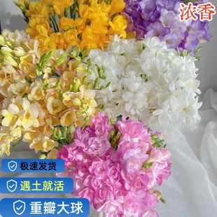 Double-Flowered Alyssum Bulbs Bloom All Year Round, Freesia Indoor Florals and Potted Plants Are Easy to Grow and Feed Flower Seeds