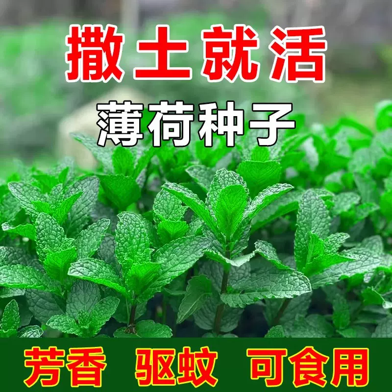 网红爆款食用薄荷种子四季可播香草柠檬薄荷多年生阳台盆栽驱蚊