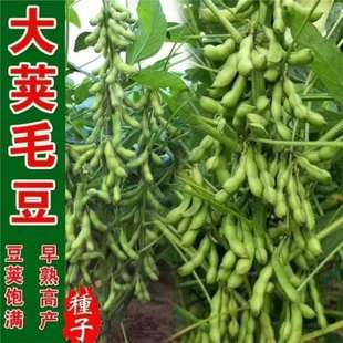 Early Maturing Edamame Seeds, Spring Green Bean Seeds, Sowing Fresh Vegetables in All Seasons, Edamame Seeds, Soybean Vegetable Seeds