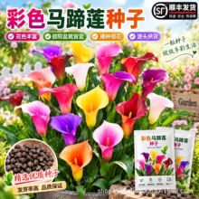 彩色马蹄莲种球块茎球根庭院花卉植物盆栽四季可种荷兰马蹄莲种球