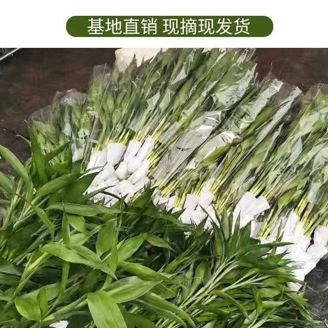 10 Rich bamboo hydroponic plants with roots with roots with water…