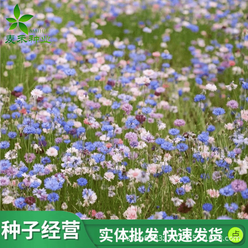 矢车菊花种孑易活翠菊波斯菊百日菊庭院花海四季播种开花卉种籽子