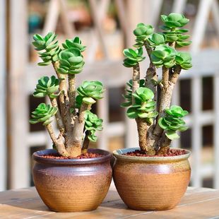 Money Tree Succulent Plant with Pot, New Combination Potted Plant for Office, Radiation-Resistant Green Plant by Jieqi