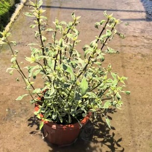 Balcony Courtyard Potted Cat's Whiskers Grass Flower Leaves Cat's Whiskers Grass White Flower Cat's Whiskers Grass Zhongshan Flower Border Plant Perennial Potted Plant