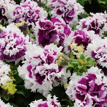 Mذ갫ţNӶɫ̨҃ļܻļ_