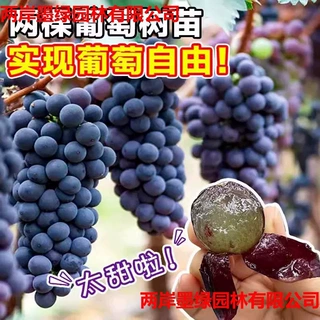 葡萄树苖大巨峰葡萄苗爬藤阳光玫瑰耐寒蓝宝石北南方种植果树果苗