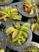 �t�A��ω�� ʳ�xֲ��С�� ���nω ���� ���ʳ�x�ݻ���G�A��ω��