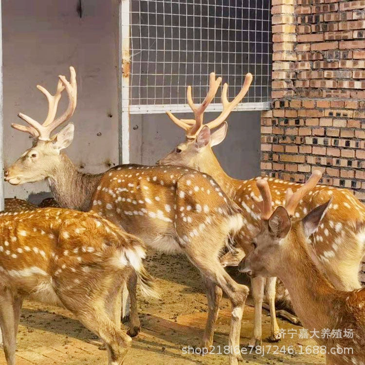 Сколько стоит олень? Олень ферма Sika продает взрослый Олень рассада цена