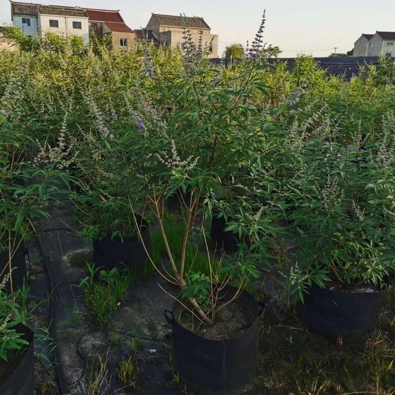 穗花牡荆 (7).jpg