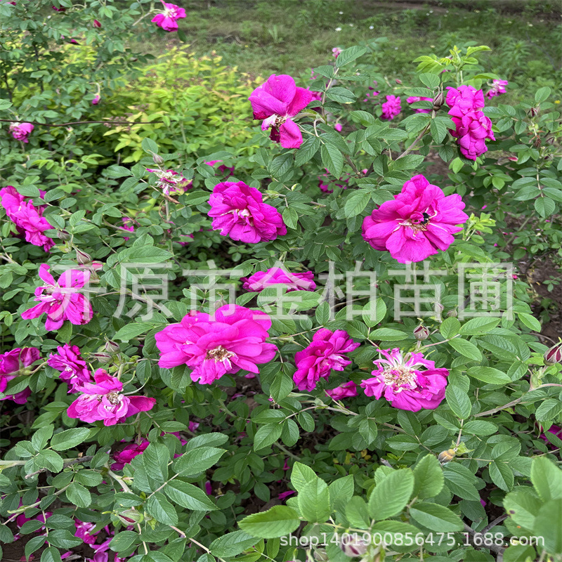 东北灌木批发耐寒红刺玫多季玫瑰扦插小苗 耐寒四季刺梅工程树苗