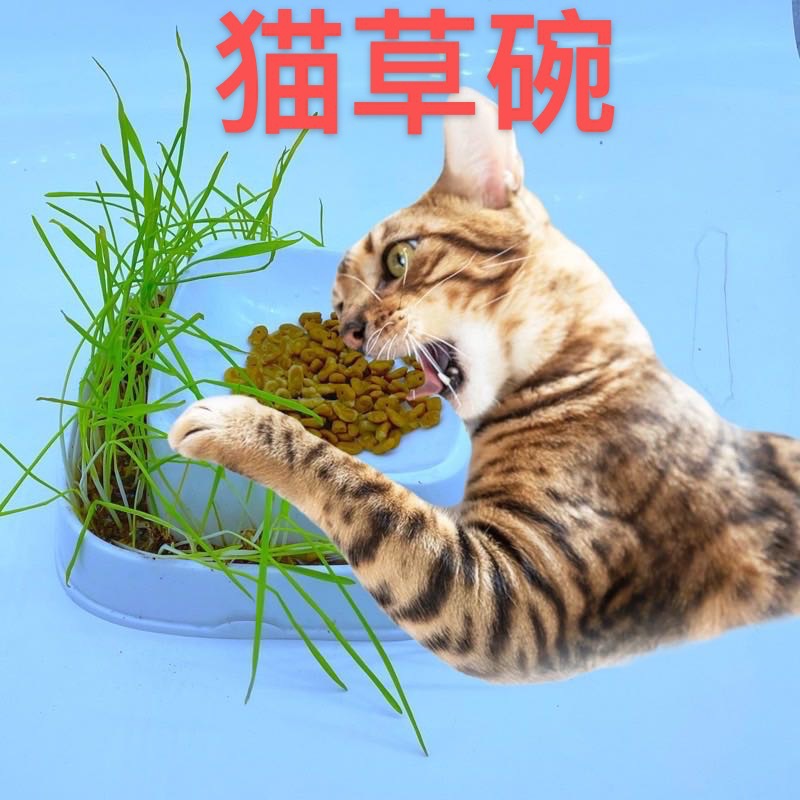 고양이 고양이 잔디 그릇 이중 사용 성장하는 밀 고양이 그릇 애완 동물 그릇 고양이 잔디 수경 고양이 잔디 식탁 화분 공급