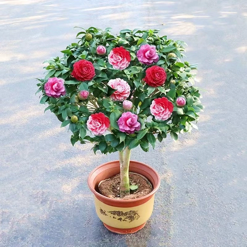 Xiangfei Camellia Горшечные растения с бутонами Пятицветные красные цветочные растения Домашние хорошие рассады камелии Цветение в четыре сезона