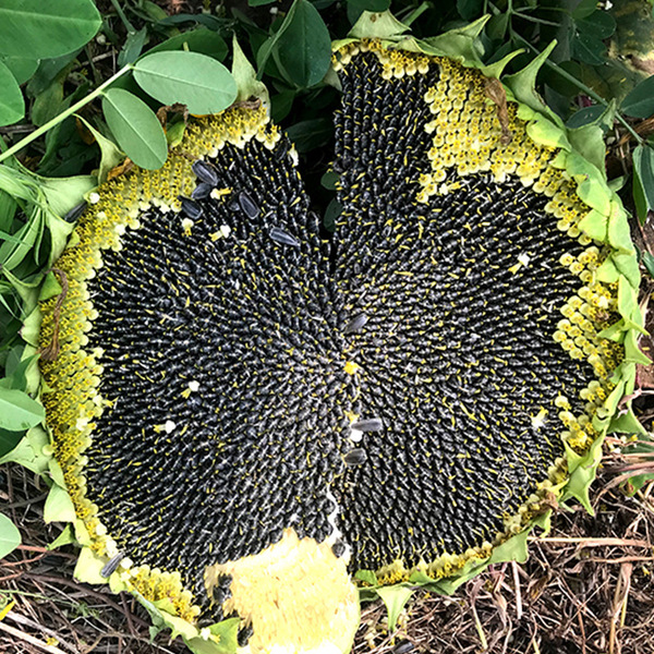 Yanyou American Oil Tiger Short Big Head Sunflower Seeds S668 High…