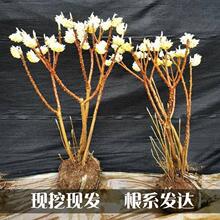 结香花苗金腰带打结花梦冬花耐寒风景树盆栽浓香独杆结香树苗庭院
