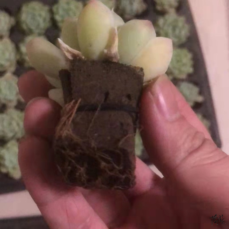Soilless succulent sponge planting cultivation flower pot root gardening supplies flower shop succulent sponge medium
