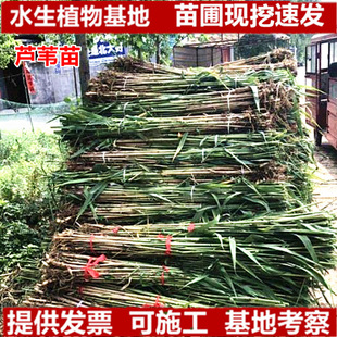 ˮ��ֲ���JȔ�繫�@������ؾG��ֲ�����ˮ�|��߅�쾰�G���JȔ��