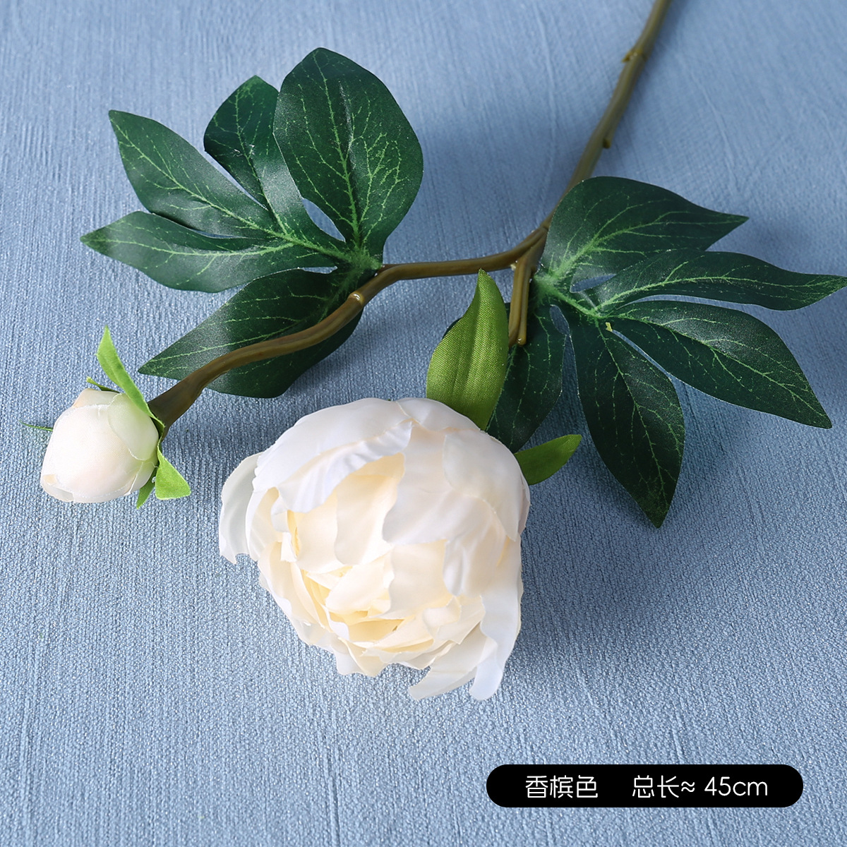 모란 샴페인 컬러