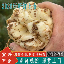 2026现挖新鲜百合五斤散装百合250g新鲜食用微苦生甜百合顺丰包邮