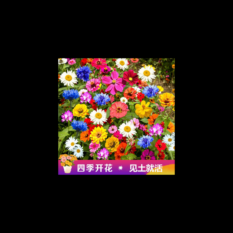 고급 야생화 조합 반 파운드