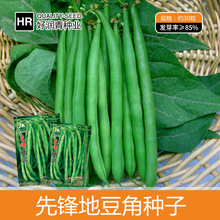 批发无架四季豆种子地豆角81-6芸豆无筋不搭架盆栽菜园供给者种籽