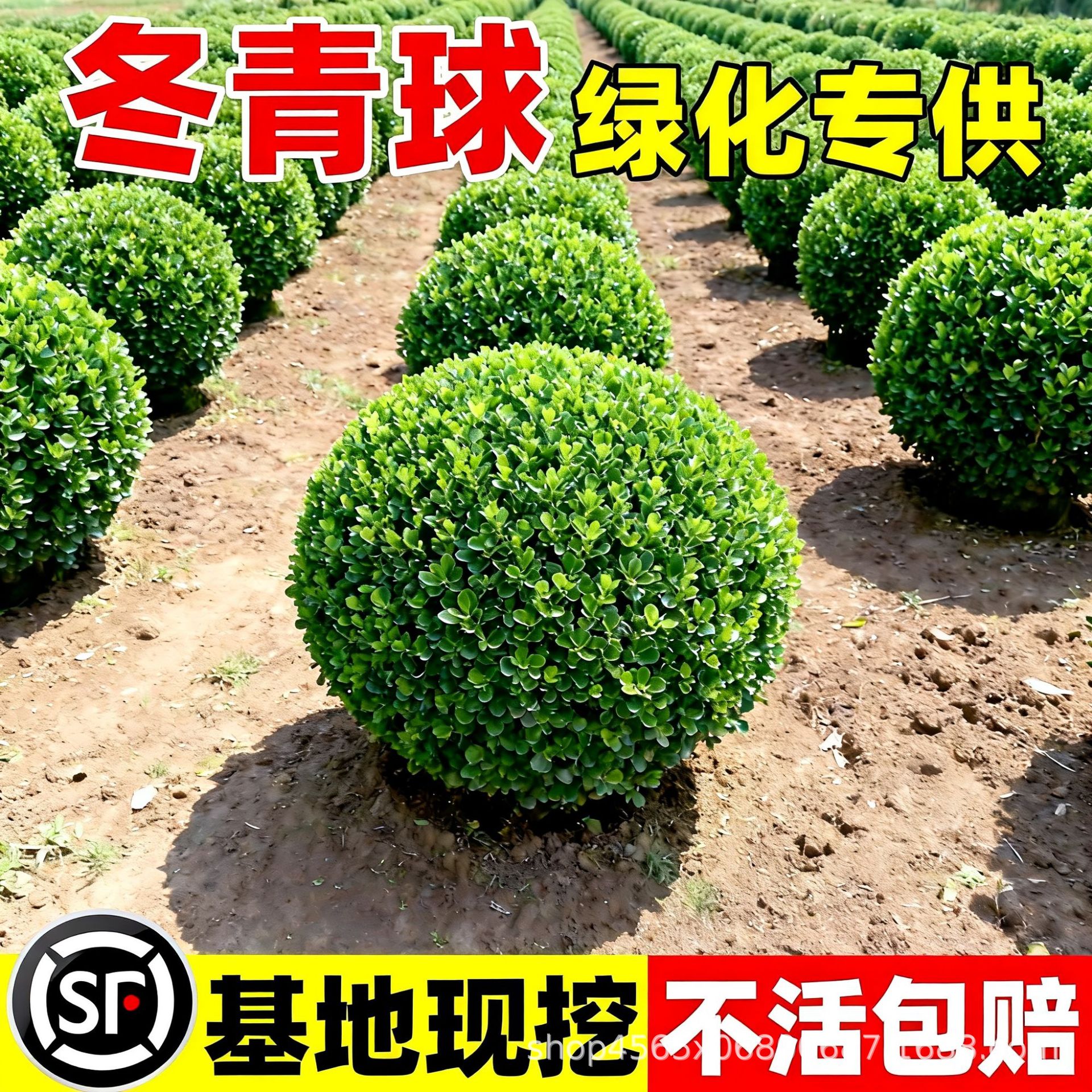 冬青球树苗庭院别墅围墙篱笆树地栽耐寒植物大叶黄杨球型绿化苗木