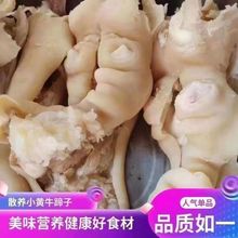 牛蹄子新鲜皮剔骨剔筋带皮黄肉筋筋脱骨筋筋一整箱厂家直销混批