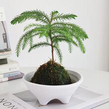 水培南洋杉青苔球苔藓球办公室内茶室桌面四季好养小清新观叶绿植