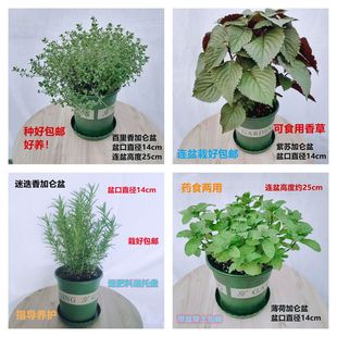 ��ʳ������������r�����㱡���_�ս𲻓Q���K�W�����ԽM��ˮ��