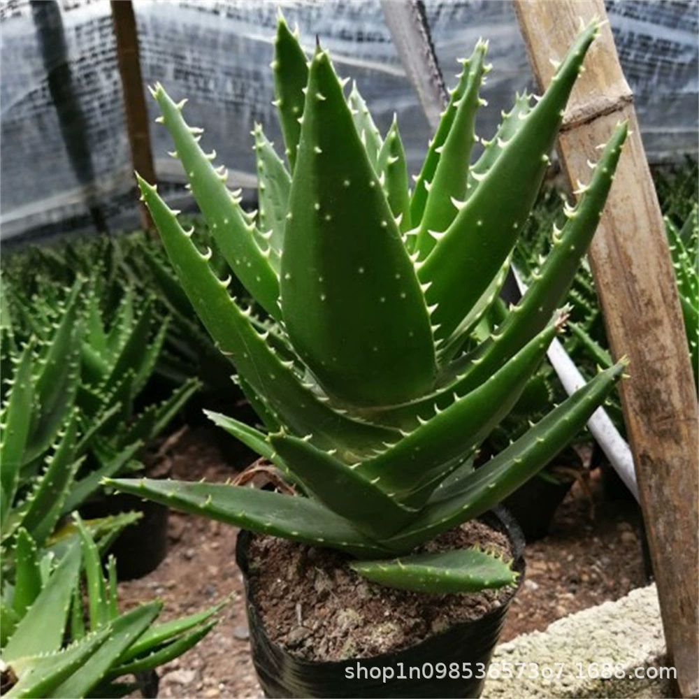 Кюрасао Увлажняющая красота Алоэ Вера Горшечное растение Украшение дома Зеленое растение Светящееся Алоэ Вера Рассада