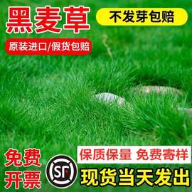 多年生进口黑麦草种子四季青公园小区绿化耐寒草籽四季种易活种籽